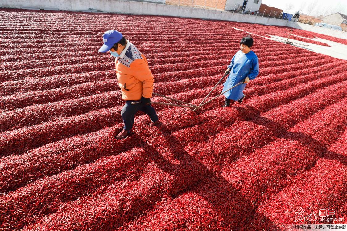 Chilies harvested in Huanglin Village, north China's Hebei