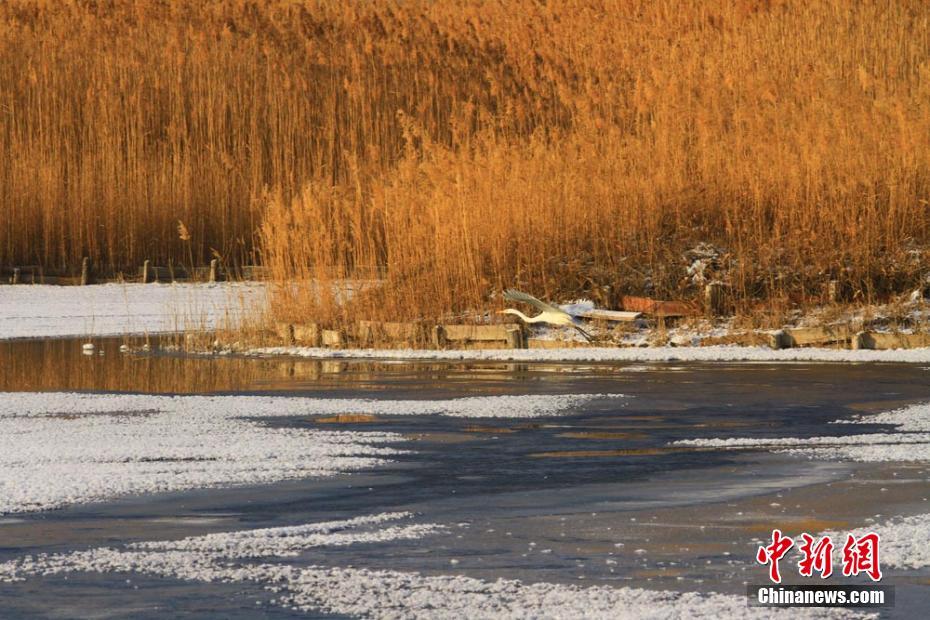 Ice flowers seen on frozen river in NW China’s Gansu Province