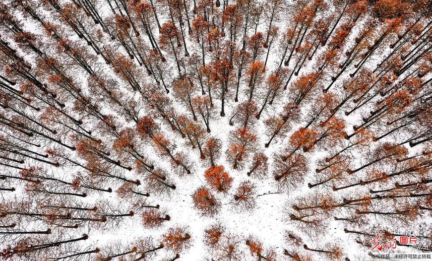 Picturesque scenery of dawn redwood forest after snowfall in E China’s Anhui