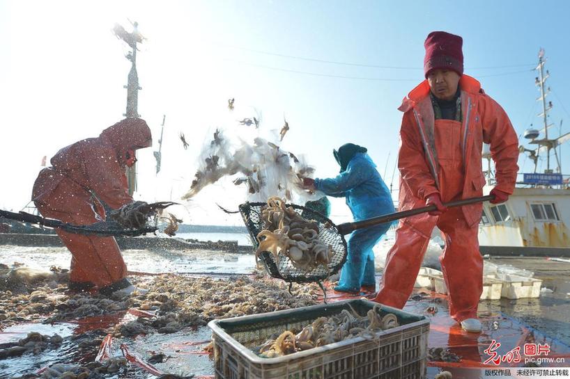 Fishermen busy harvesting fish in E China’s Qingdao