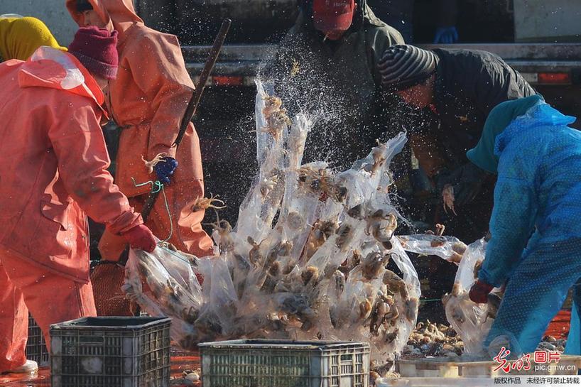 Fishermen busy harvesting fish in E China’s Qingdao