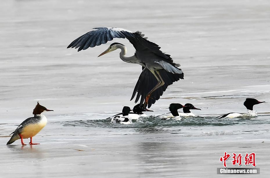 Grey herons seen at wetland in NW China’s Qinghai