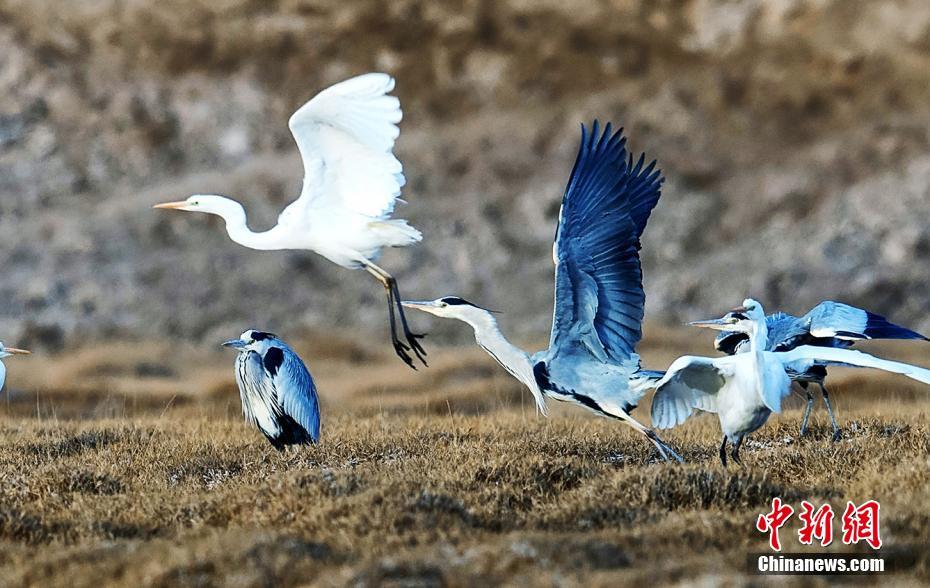 Grey herons seen at wetland in NW China’s Qinghai