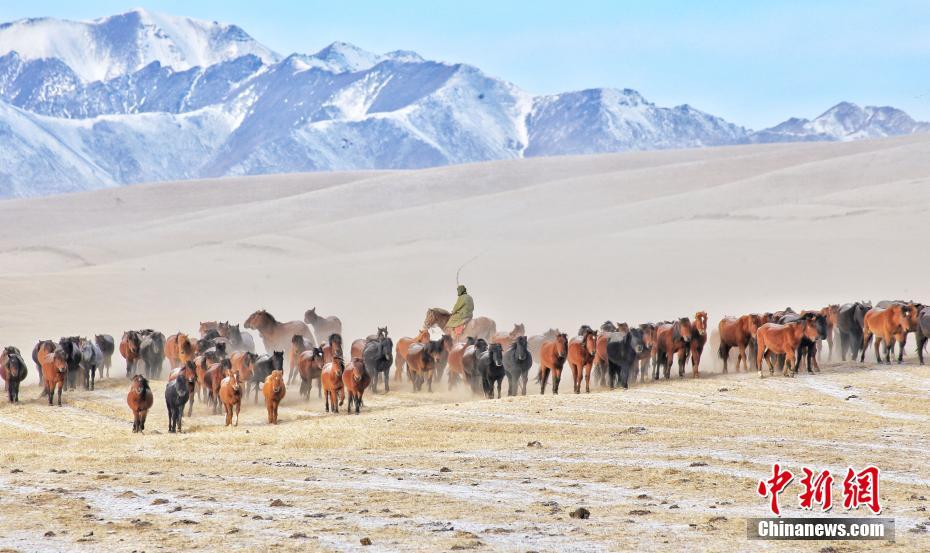 Herdsmen tame horses at Qilian Mountain