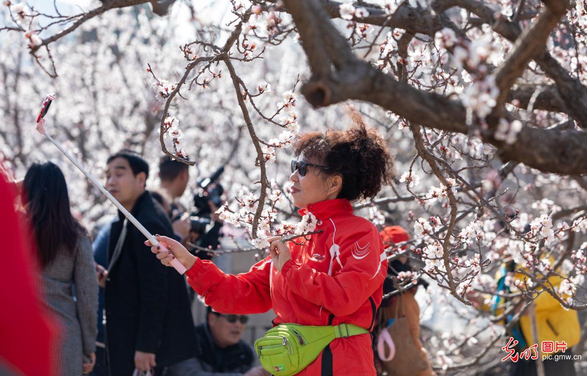People enjoy apricot blossoms in east China's Anhui