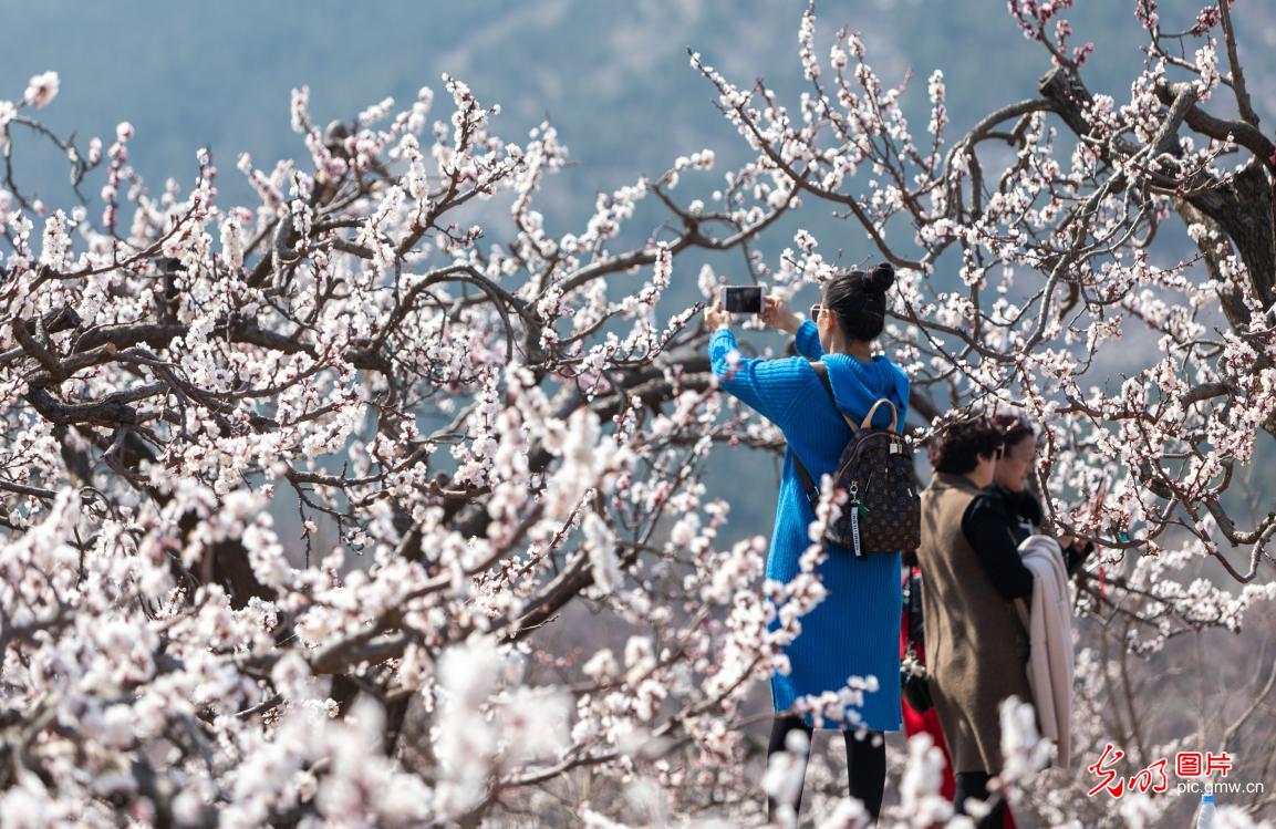 People enjoy apricot blossoms in east China's Anhui