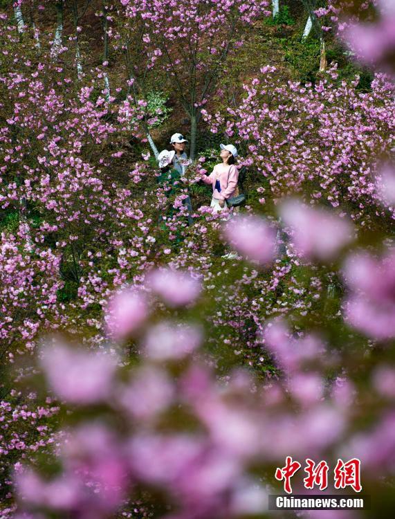 Tourists view cherry blossoms in E China’s Jiangxi