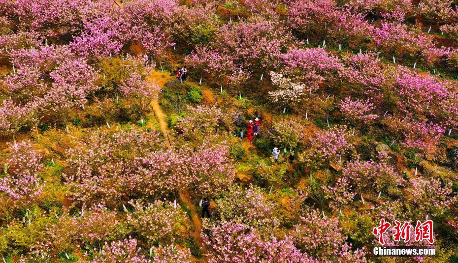 Tourists view cherry blossoms in E China’s Jiangxi