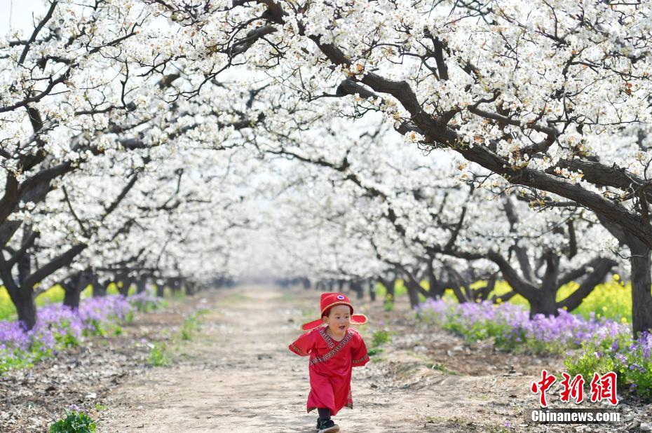 Scenery of blooming peach flowers attract tourists in N China’s Hebei