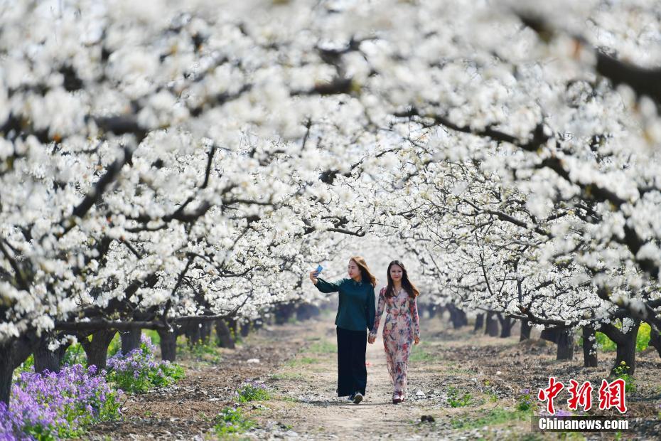 Scenery of blooming peach flowers attract tourists in N China’s Hebei