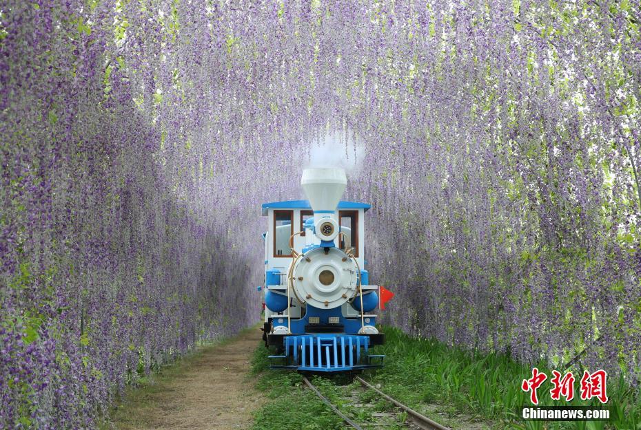 Wisteria flowers tunnel attracts tourists in SW China’s Sichuan