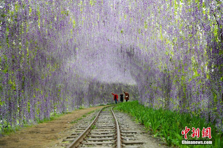 Wisteria flowers tunnel attracts tourists in SW China’s Sichuan