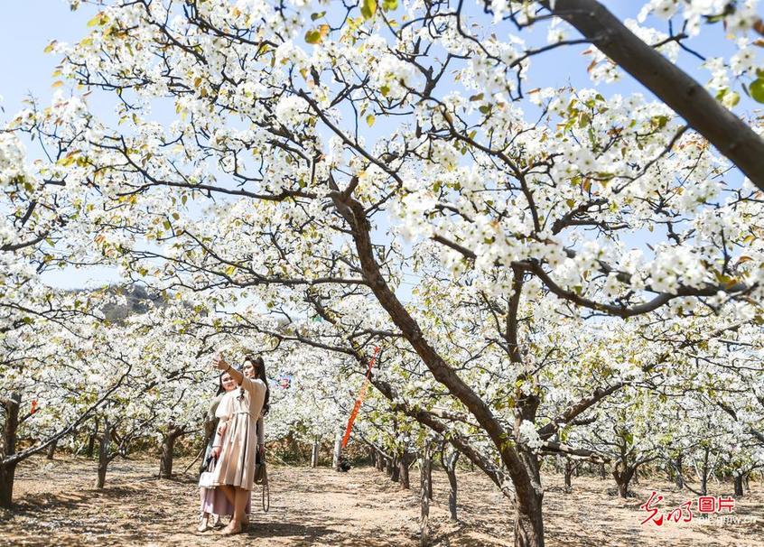 Tourists view peach flowers in C China’s Henan
