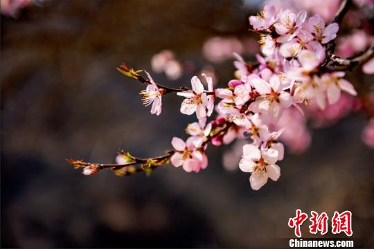 Scenery of peach flowers in NW China’s Gansu