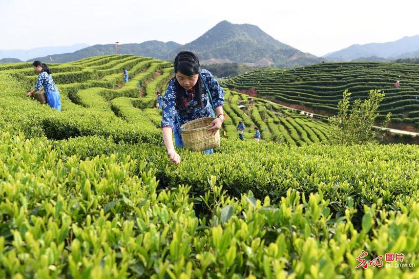 Farmers busy picking tea-leaves in E China’s Jiangxi