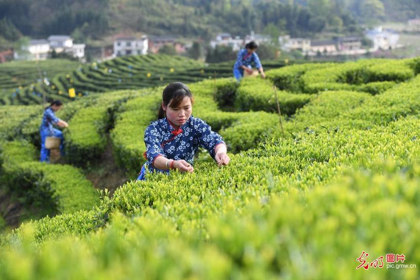 Farmers busy picking tea-leaves in E China’s Jiangxi
