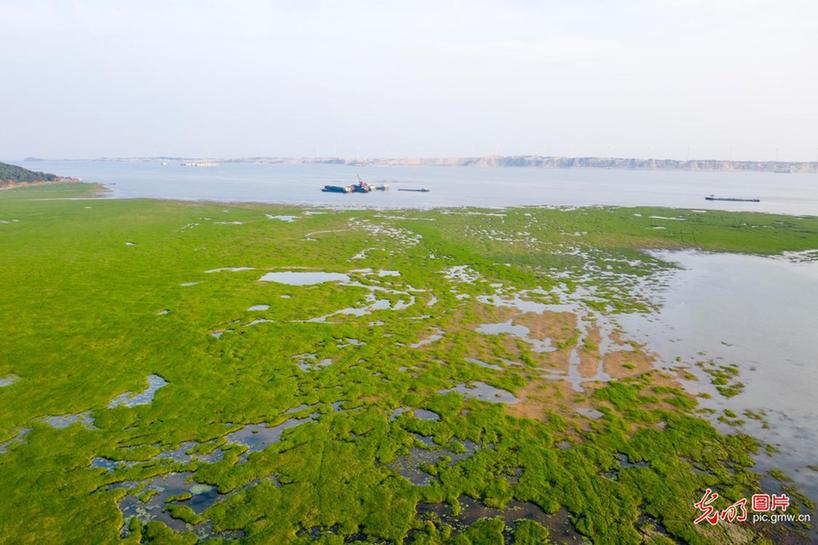 Scenery of Poyang Lake wetland in E China’s Jiangxi