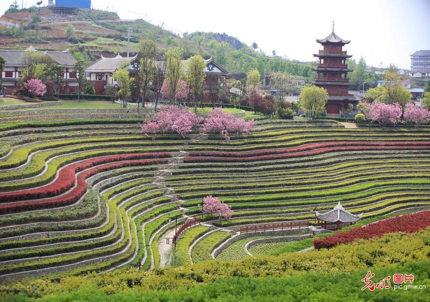 Picturesque scenery of terraced fields in SW China’s Guizhou