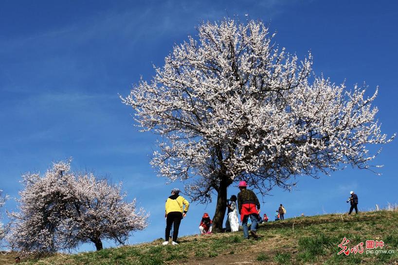 Stunning scenery of blooming wild apricot blossoms in NW China’s Xinjiang