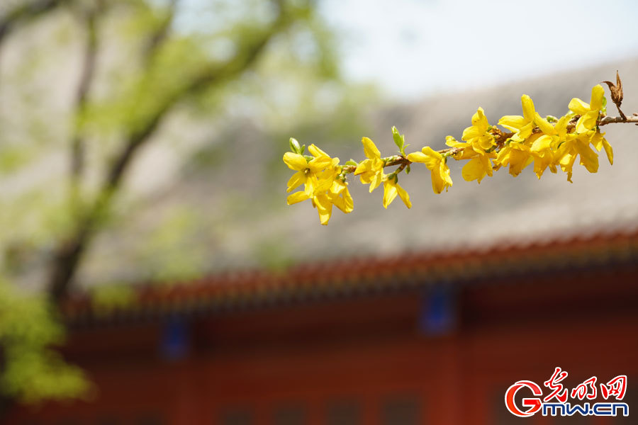 Spring scenery at Peking University in Beijing