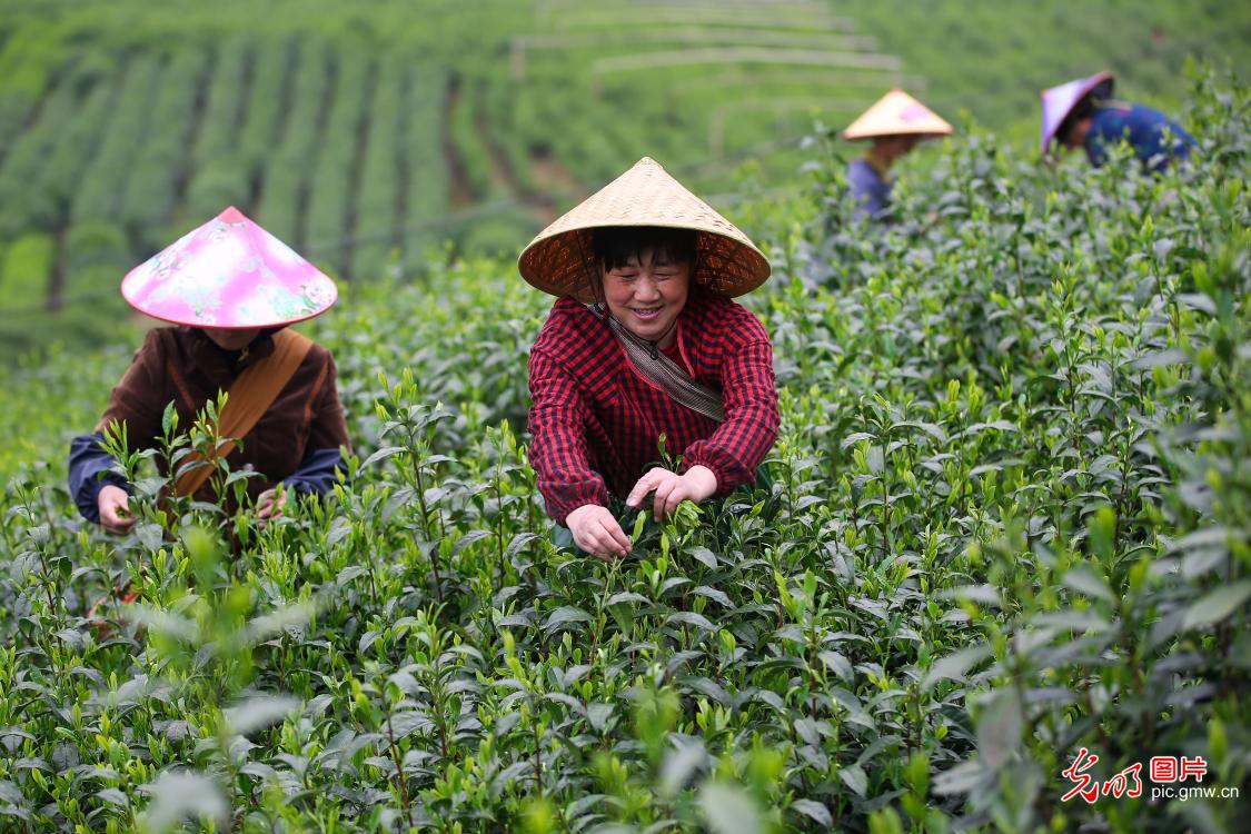 Taiping Houkui tea production in east China's Anhui