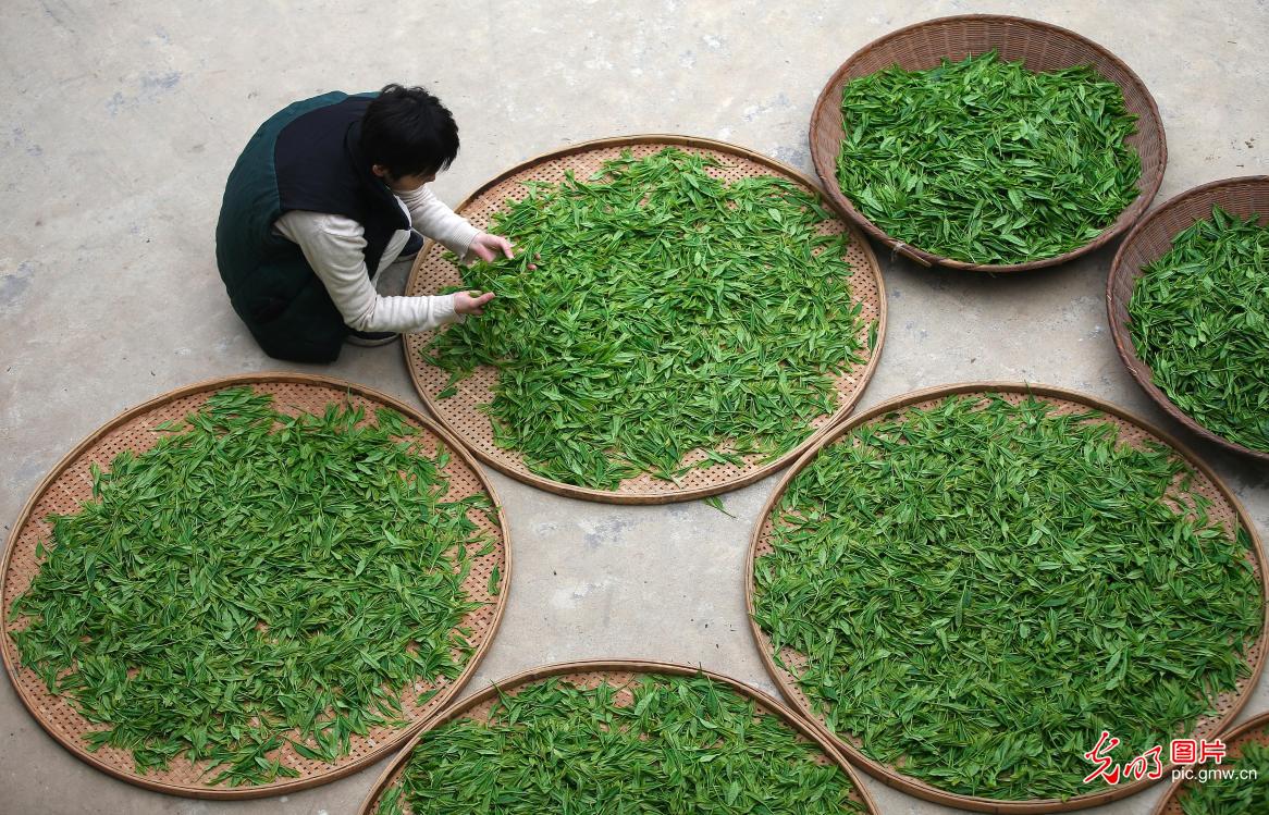 Taiping Houkui tea production in east China's Anhui
