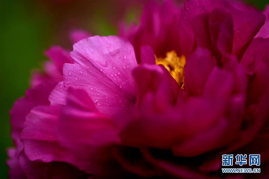 Peony flowers enter blossom season in N China's Hebei