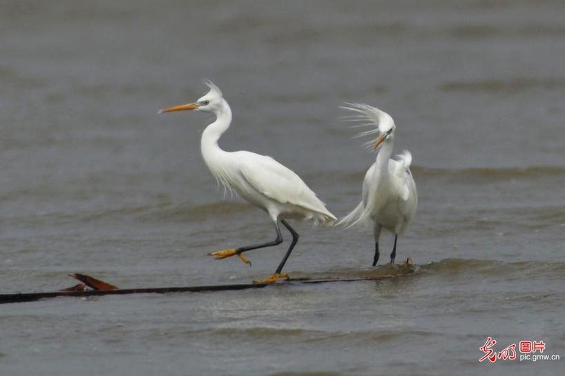 Chinese egrets seen in E China’s Qingdao