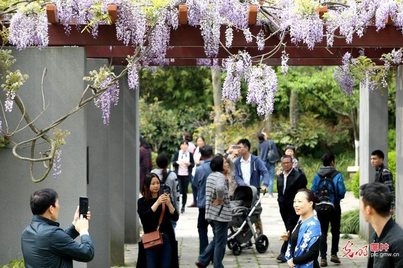 470-year-old Chinese wisteria in full blossoms in Shanghai