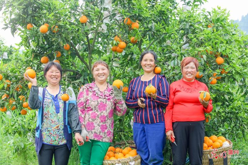 Villagers busy harvesting citruses in SW China’s Sichuan Province