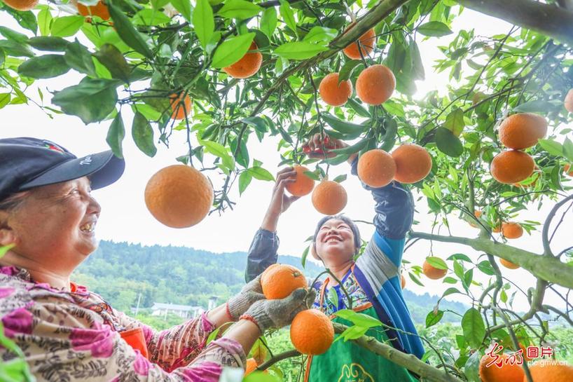 Villagers busy harvesting citruses in SW China’s Sichuan Province