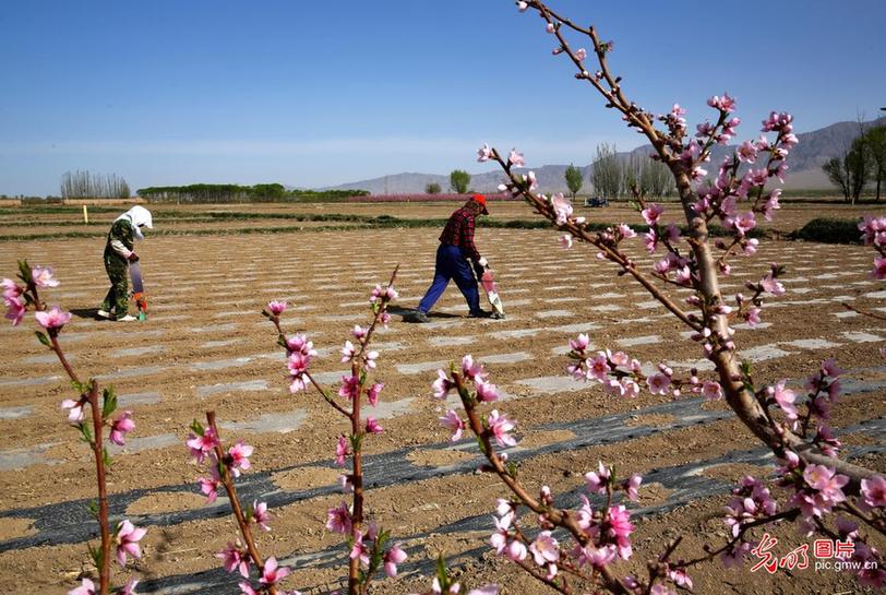 Villagers busy with farm work in NW China’s Gansu