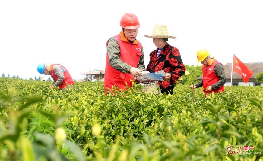 Party members help tea farmers in E China’s Jiangxi