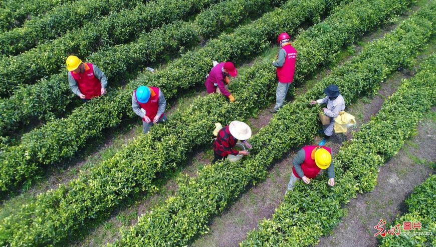 Party members help tea farmers in E China’s Jiangxi