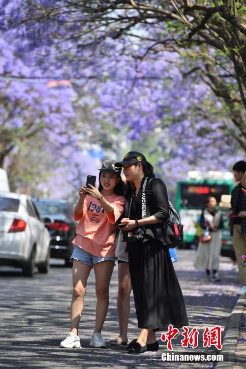 Tourists view blooming jacaranda flowers in SW China’s Yunnan