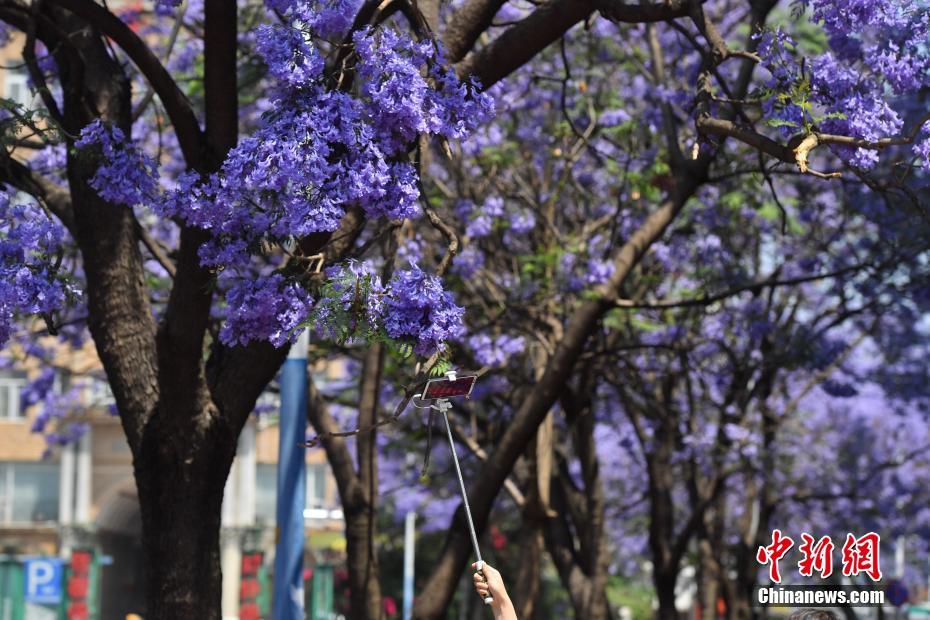 Tourists view blooming jacaranda flowers in SW China’s Yunnan