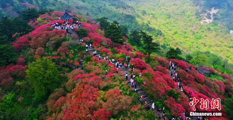 Stunning scenery of sea of blooming azaleas in C China’s Hubei