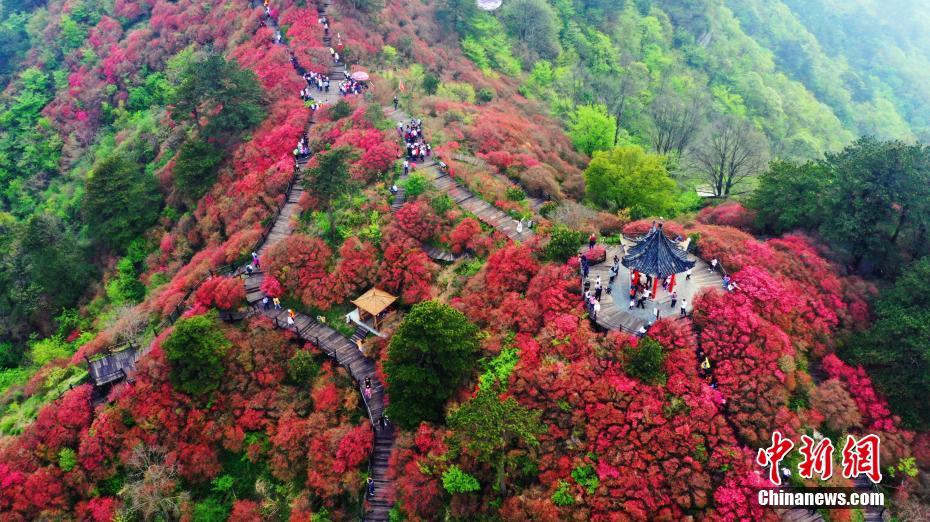 Stunning scenery of sea of blooming azaleas in C China’s Hubei