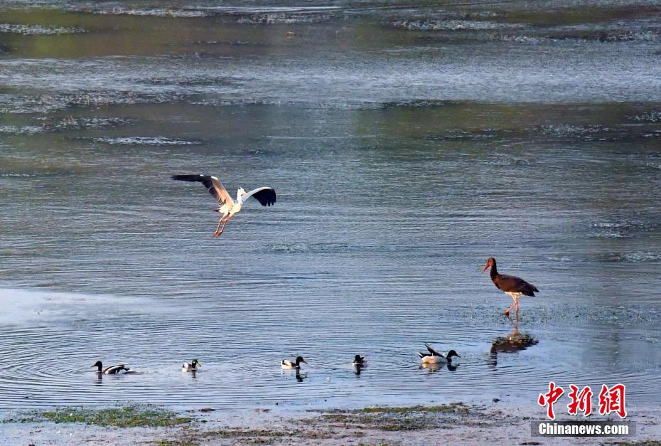 Black storks seen in N China’s Shanxi Province