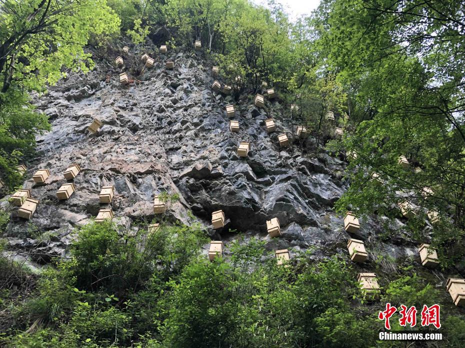 Cliff beehives seen at Shennongjia in C China’s Hubei Province