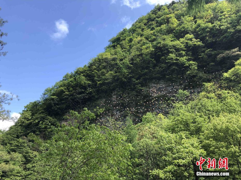 Cliff beehives seen at Shennongjia in C China’s Hubei Province