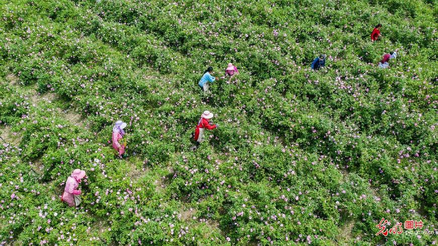 Roses help farmers increase income in E China’s Jiangsu