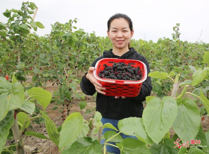 Tourists pick mulberries in E China’s Jiangsu Province