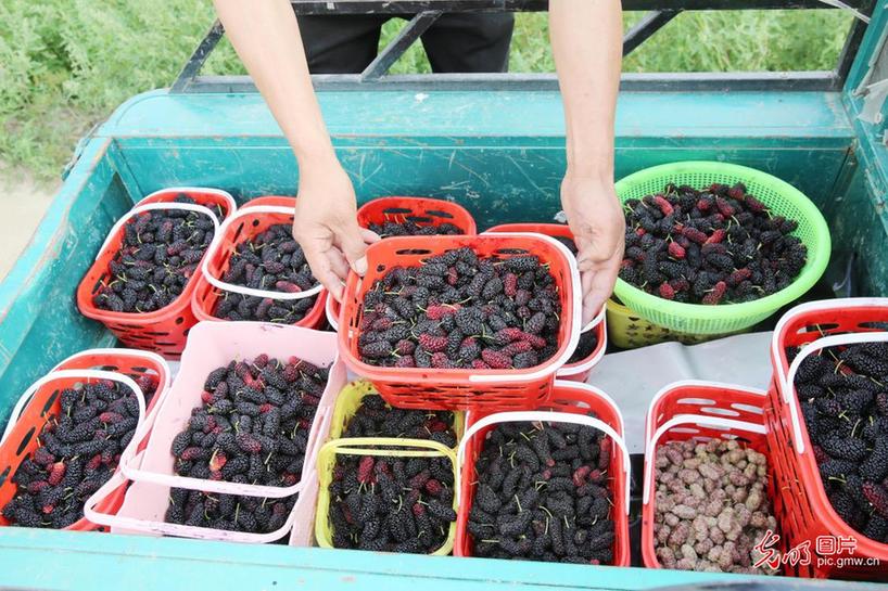 Tourists pick mulberries in E China’s Jiangsu Province