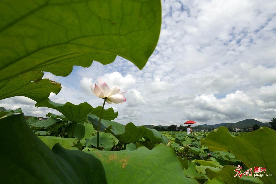 Tourists enjoy lotus in N China's Hubei