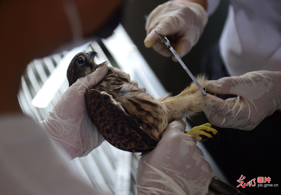 Rehabilitated birds return to nature in Cangzhou, north China’s Hebei
