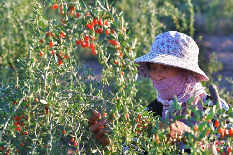 Farmers harvest goji berries in northwest China’s Gansu