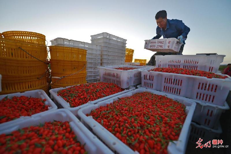 Farmers harvest goji berries in northwest China’s Gansu