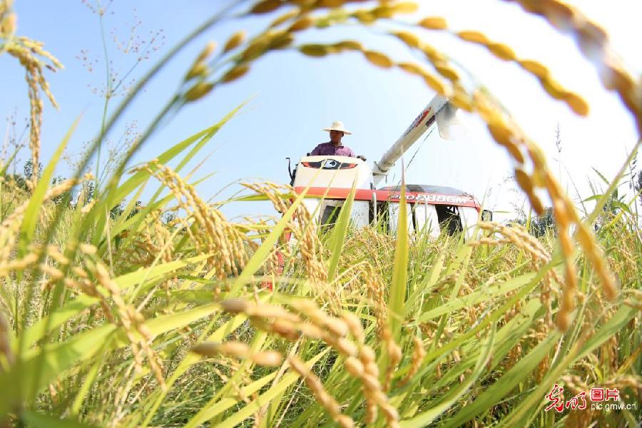 Early rice reaped in Changzhou, E China’s Jiangsu
