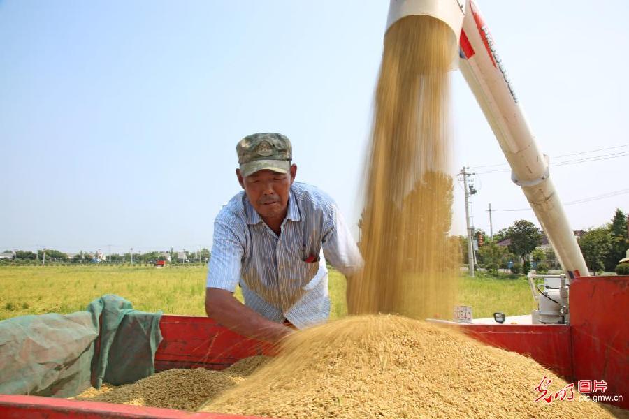Early rice reaped in Changzhou, E China’s Jiangsu